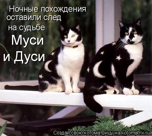 Ночные похождения оставили след на судьбе Муси и Дуси... Котоматрица: Ночные похождения оставили след на судьбе Муси и Дуси