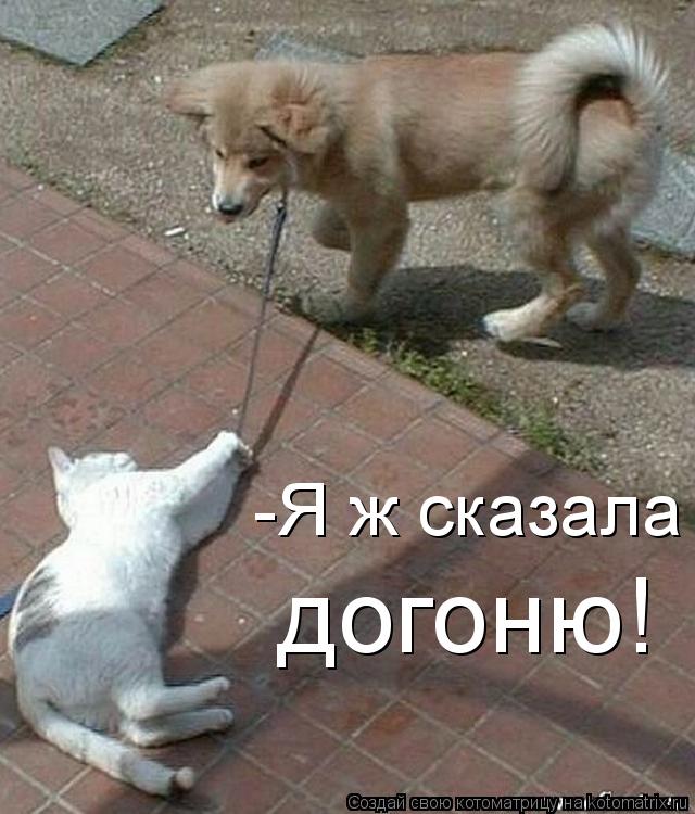 -Я ж сказала догоню!... Котоматрица: -Я ж сказала догоню!