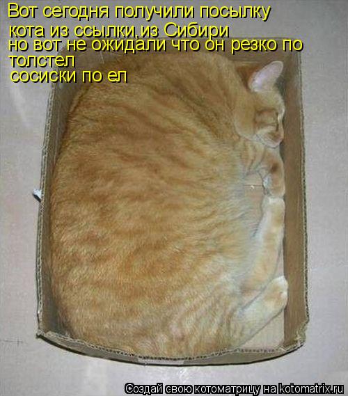 Котоматрица: Вот сегодня получили посылку кота из ссылки,из Сибири но вот не ожидали что он резко по  толстел сосиски по ел