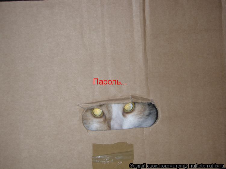 Пароль...... Котоматрица: Пароль...