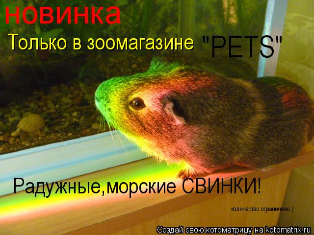 Котоматрица: новинка Только в зоомагазине "PETS" Радужные,морские СВИНКИ! количество ограничено:(