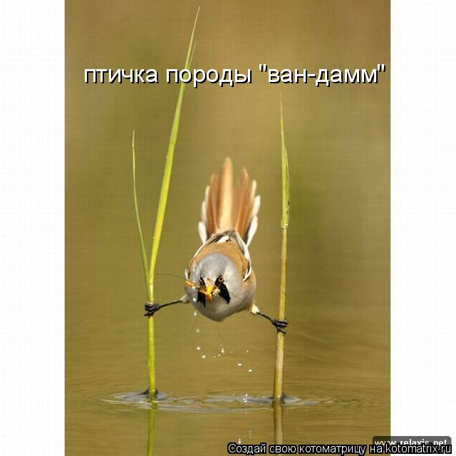 Котоматрица: птичка породы "ван-дамм"