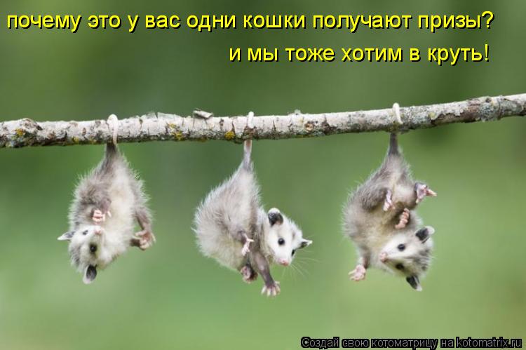 Котоматрица: почему это у вас одни кошки получают призы? почему это у вас одни кошки получают призы? и мы тоже хотим в круть!