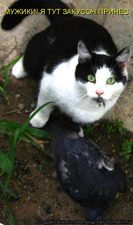 Котоматрица: МУЖИКИ! Я ТУТ ЗАКУСОН ПРИНЕС