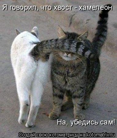 Котоматрица: Я говорил, что хвост - хамелеон На, убедись сам!