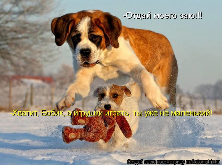 Котоматрица: -Отдай моего заю!!! -Хватит, Бобик, в игрушки играть, ты уже не маленький!