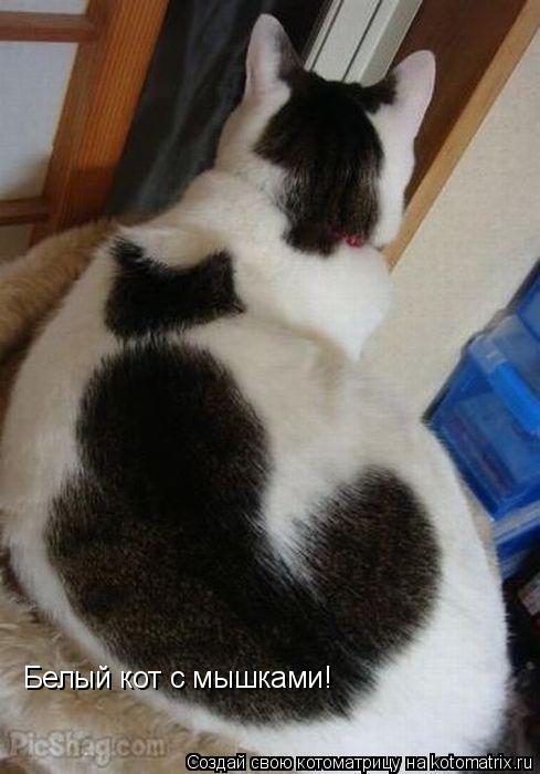 Белый кот с мышками!... Котоматрица: Белый кот с мышками!