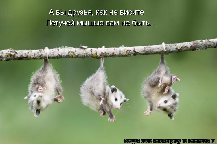 А вы друзья, как не висите Летучей мышью вам не быть...... Котоматрица: А вы друзья, как не висите Летучей мышью вам не быть...