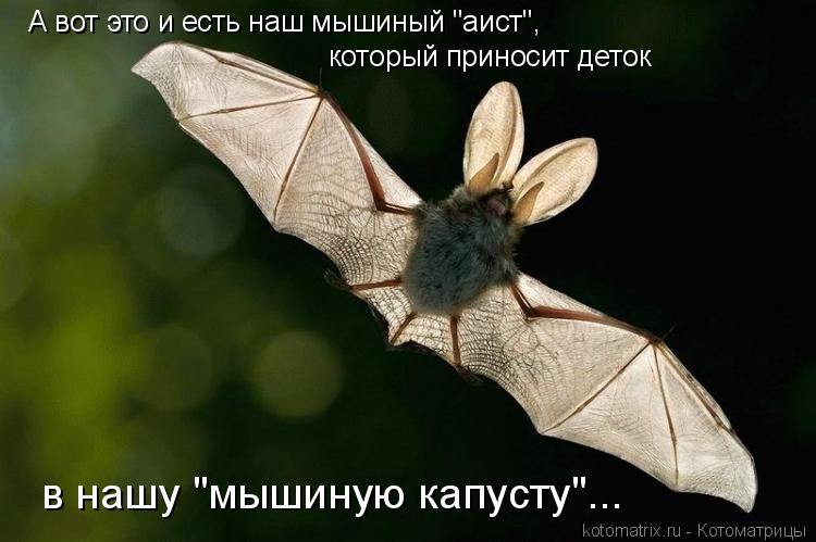 Котоматрица: А вот это и есть наш мышиный "аист",  который приносит деток  в нашу "мышиную капусту"...