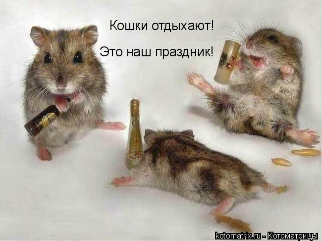 Котоматрица: Кошки отдыхают! Это наш праздник!