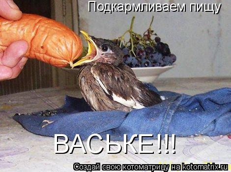 Котоматрица: Подкармливаем пищу ВАСЬКЕ!!!