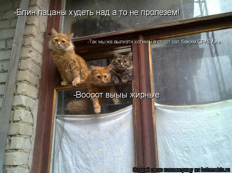 Котоматрица: -Блин пацаны худеть над а то не пролезем! -Воооот выыы жирные -Так мы же вылизти хотим и в спорт зал бежим СРАЗУ же