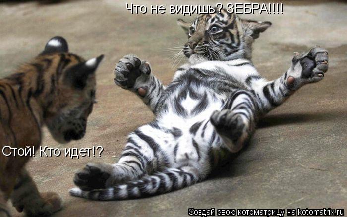 Котоматрица: Стой! Кто идет!? Что не видишь? ЗЕБРА!!!!