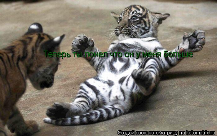 Котоматрица: Теперь ты понел что он у меня больше Теперь ты понел что он у меня больше