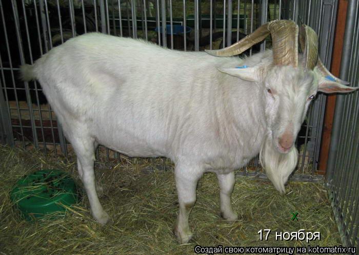 Котоматрица: 17 ноября х