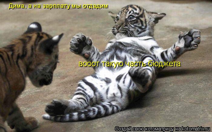 Котоматрица: Дима, а на зарплату мы отдадим  вооот такую часть бюджета