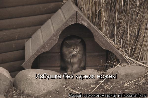 Котоматрица: Избушка без курьих ножек!