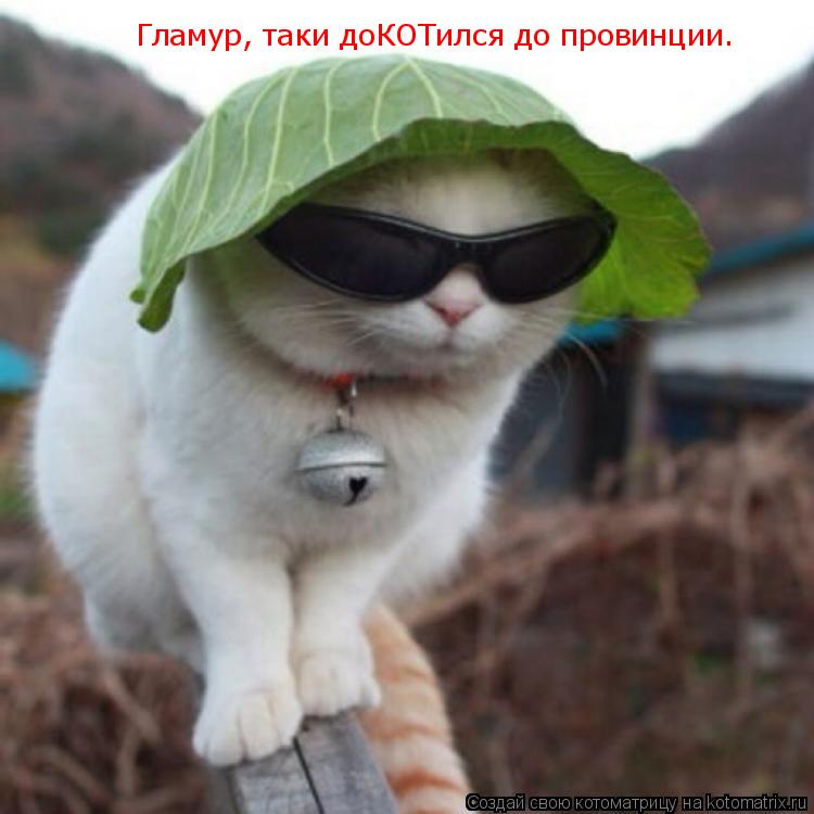 Котоматрица: Гламур, таки доКОТился до провинции. Гламур, таки доКОТился до провинции.