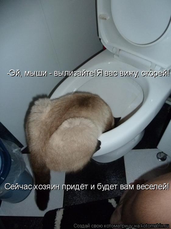 Котоматрица: -Эй, мыши - вылизайте!Я вас вижу, скорей! Сейчас хозяин придёт и будет вам веселей!