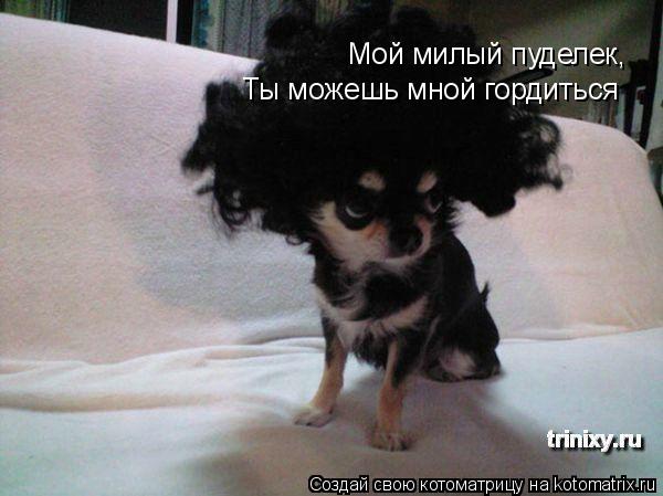 Котоматрица: Мой милый пуделек,  Ты можешь мной гордиться