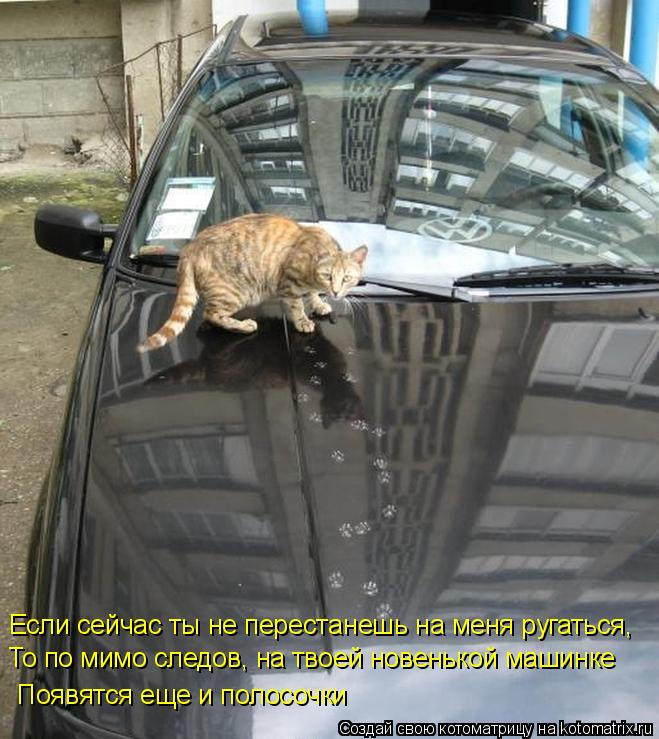 Если сейчас ты не перестанешь на меня ругаться, То по мимо следов, на твоей новенькой машинке Появятс... Котоматрица: Если сейчас ты не перестанешь на меня ругаться, То по мимо следов, на твоей новенькой машинке Появятся еще и полосочки