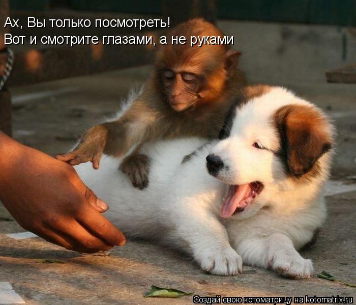 Ах, Вы только посмотреть! Вот и смотрите глазами, а не руками... Котоматрица: Ах, Вы только посмотреть! Вот и смотрите глазами, а не руками