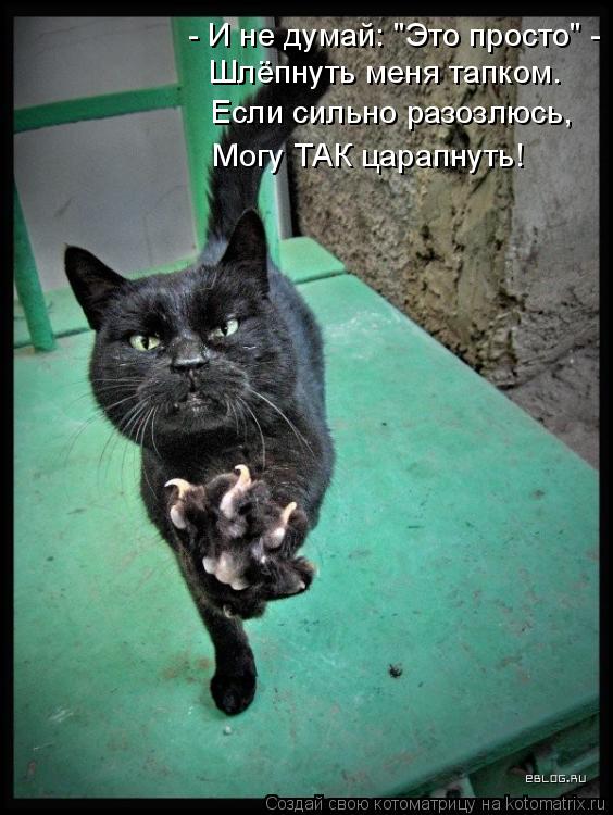 - И не думай: "Это просто" - Шлёпнуть меня тапком. Если сильно разозлюсь, Могу ТАК царапнуть!... Котоматрица: - И не думай: "Это просто" - Шлёпнуть меня тапком. Если сильно разозлюсь, Могу ТАК царапнуть!