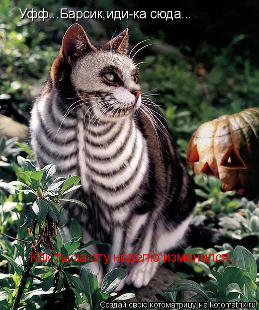 Уфф...Барсик,иди-ка сюда... Как ты за эту неделю изменился...... Котоматрица: Уфф...Барсик,иди-ка сюда... Как ты за эту неделю изменился...