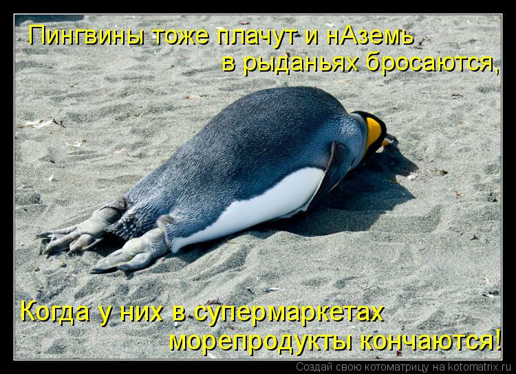 в рыданьях бросаются, Пингвины тоже плачут и нАземь морепродукты кончаются! Когда у них в супермаркет... Котоматрица: в рыданьях бросаются, Пингвины тоже плачут и нАземь морепродукты кончаются! Когда у них в супермаркетах