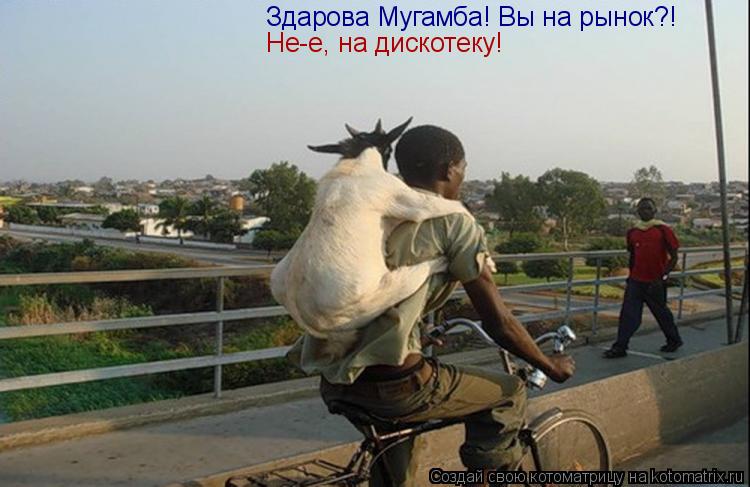 Здарова Мугамба! Вы на рынок?! Не-е, на дискотеку!... Котоматрица: Здарова Мугамба! Вы на рынок?! Не-е, на дискотеку!