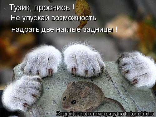 - Тузик, проснись ! Не упускай возможность надрать две наглые задницы !... Котоматрица: - Тузик, проснись ! Не упускай возможность надрать две наглые задницы !