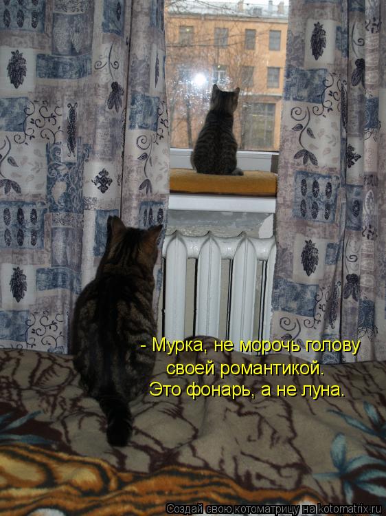 - Мурка, не морочь голову своей романтикой. Это фонарь, а не луна.... Котоматрица: - Мурка, не морочь голову своей романтикой. Это фонарь, а не луна.