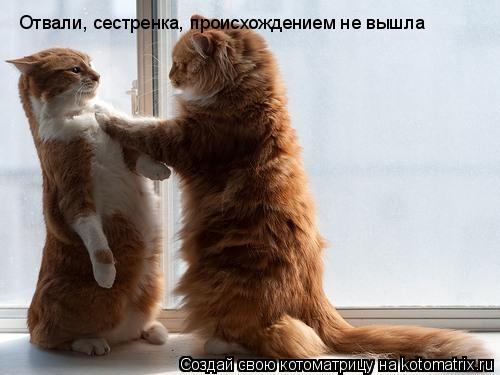 Котоматрица: Отвали, сестренка, происхождением не вышла