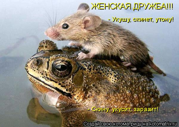 Котоматрица: ЖЕНСКАЯ ДРУЖБА!!! - Укушу, скинет, утону! - Скину, укусит, заразит!