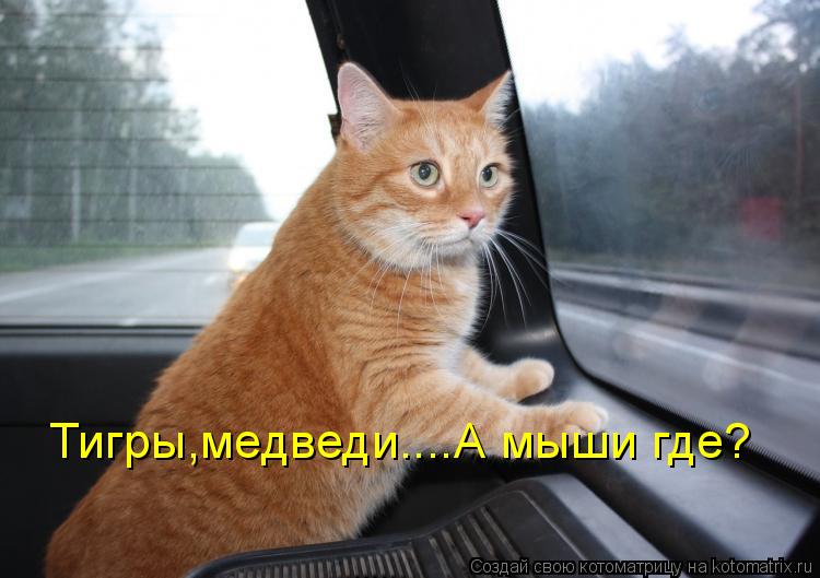 Котоматрица: Тигры,медведи....А мыши где?