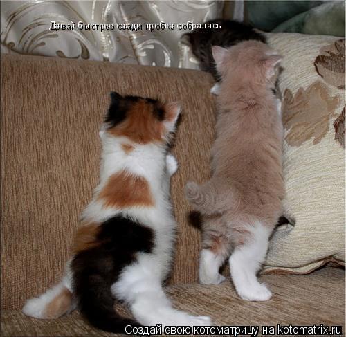 Котоматрица: Давай быстрее сзади пробка собралась