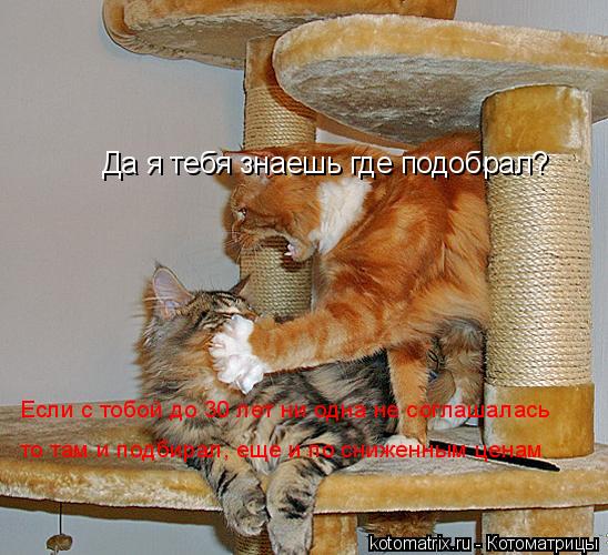 Котоматрица: Да я тебя знаешь где подобрал? Если с тобой до 30 лет ни одна не соглашалась то там и подбирал, еще и по сниженным ценам