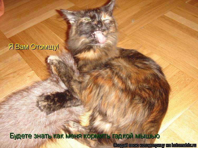 Котоматрица: Я Вам Отомщу! Будете знать как меня кормить гадкой мышью