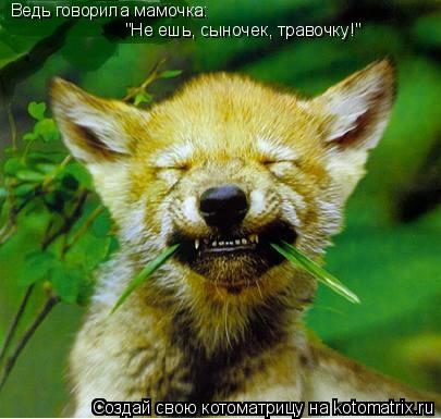 Котоматрица: Ведь говорила мамочка: "Не ешь, сыночек, травочку!"