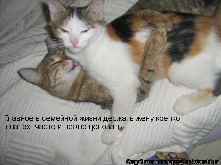 Котоматрица: Главное в семейной жизни держать жену крепко  в лапах, часто и нежно целовать