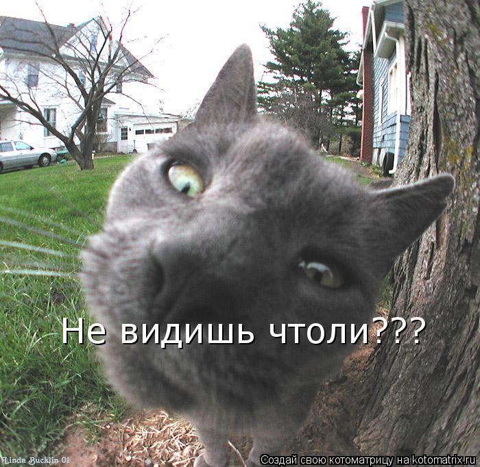 Котоматрица: Не видишь чтоли??? Не видишь чтоли???