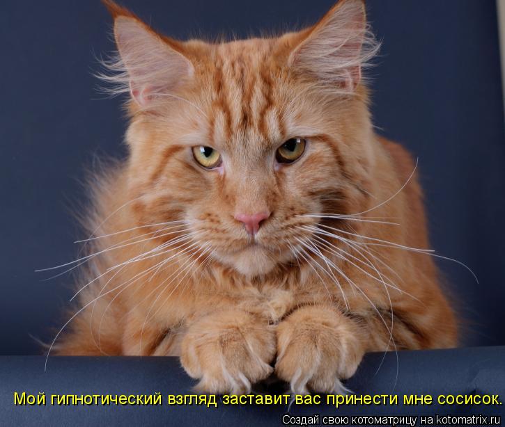 Мой гипнотический взгляд заставит вас принести мне сосисок.... Котоматрица: Мой гипнотический взгляд заставит вас принести мне сосисок.