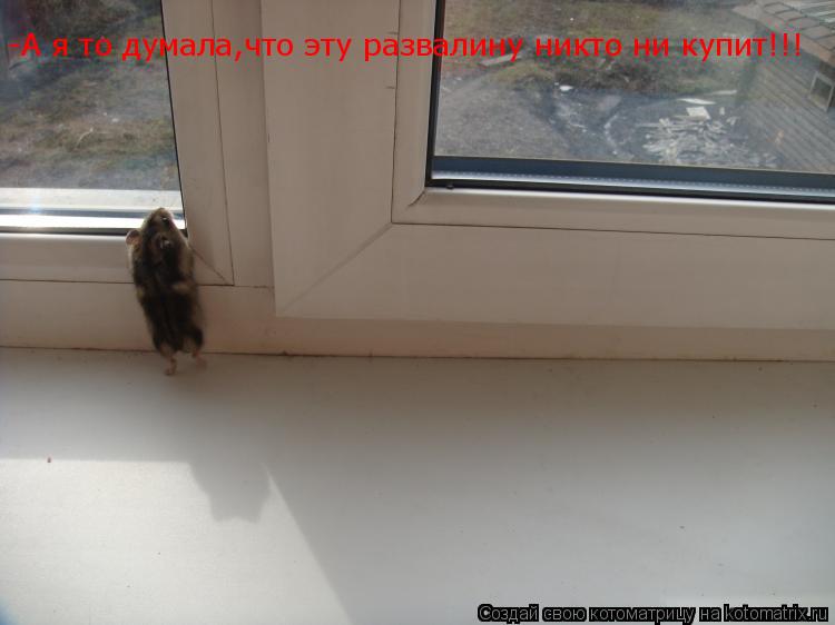 Котоматрица: -А я то думала,что эту развалину никто ни купит!!!