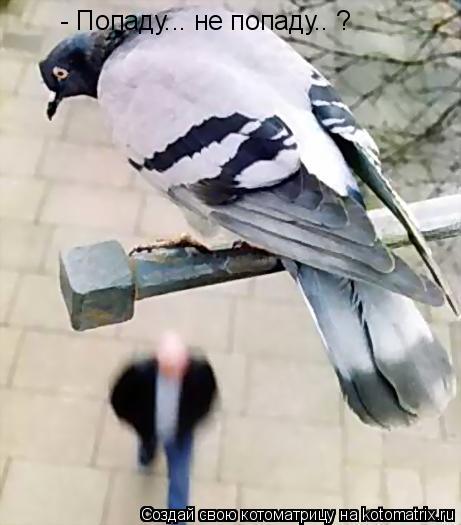Котоматрица: - Попаду... не попаду.. ?
