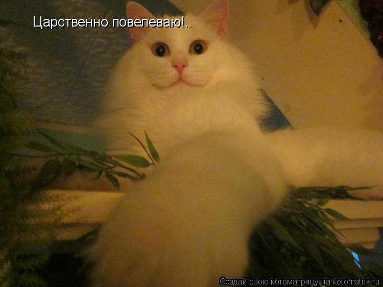Котоматрица: Царственно повелеваю!..