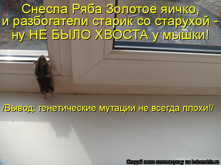 Котоматрица: Снесла Ряба Золотое яичко, и разбогатели старик со старухой -  ну НЕ БЫЛО ХВОСТА у мышки! /Вывод: генетические мутации не всегда плохи!/