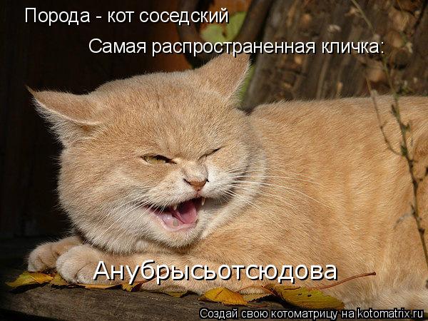 Котоматрица: Порода - кот соседский Самая распространенная кличка:  Анубрысьотсюдова