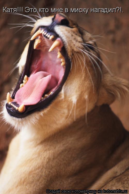 Котоматрица: Катя!!! Это кто мне в миску нагадил?!.