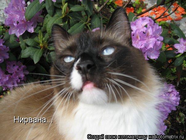 Котоматрица: Нирвана...