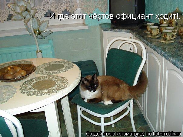 Котоматрица: И где этот чёртов официант ходит!..